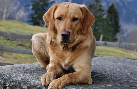 蝦殼對狗有害 蝦殼對狗有害