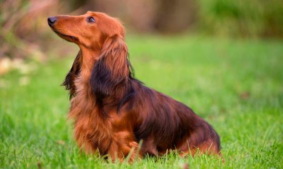 臘腸狗性格 臘腸狗性格