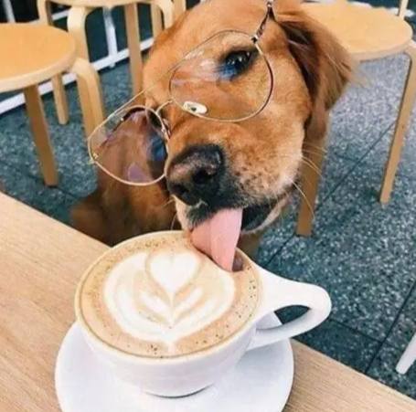 咖啡渣對狗有害 咖啡渣對狗有害