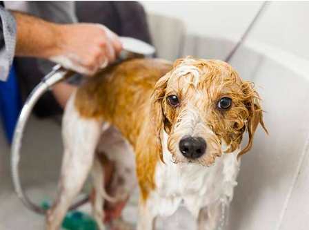 貴賓狗洗澡用品 貴賓狗洗澡用品