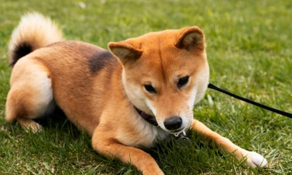 豆柴 柴犬 區別 豆柴 柴犬 區別