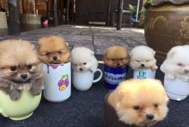 茶杯犬是怎么做出来的