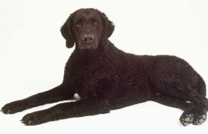 捲毛尋回犬飼養