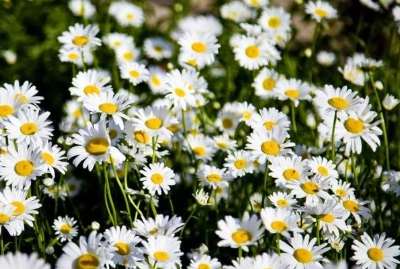 小雛菊變種顏色 小雛菊變種顏色