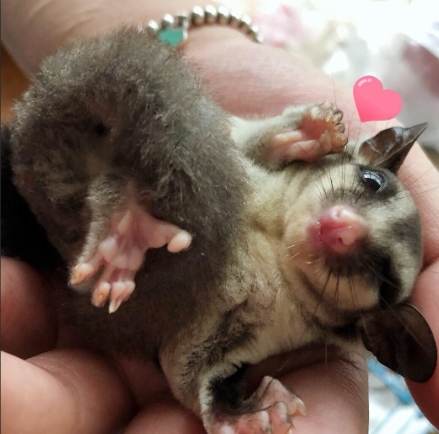蜜袋鼯飼養 蜜袋鼯飼養