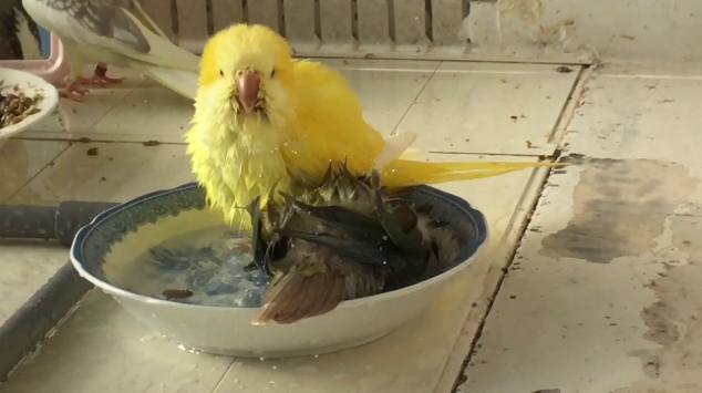 如何讓鸚鵡洗澡 如何讓鸚鵡洗澡