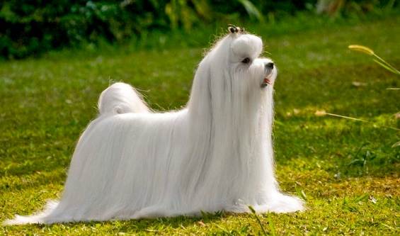 马尔济斯犬聪明 马尔济斯犬聪明