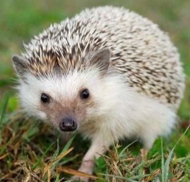 刺蝟清潔方法 刺蝟清潔方法