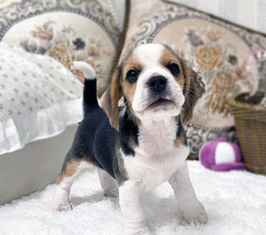 米格魯犬領養流程