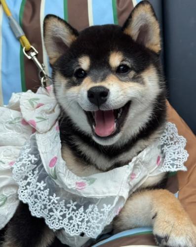 柴犬喜歡被摸部位 柴犬喜歡被摸部位