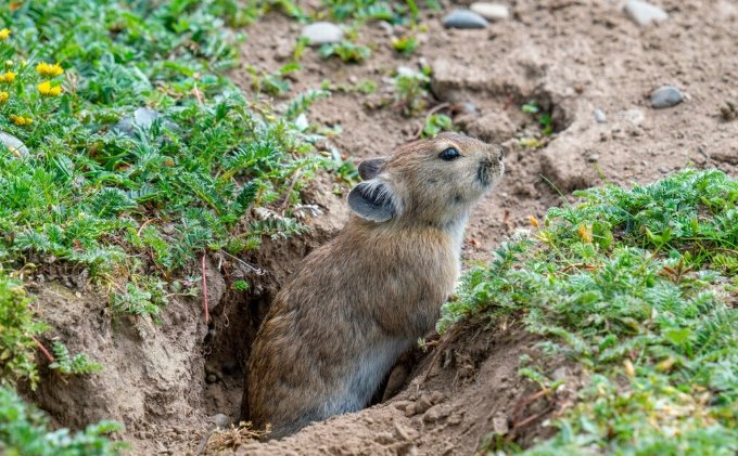 高原鼠兔飼養