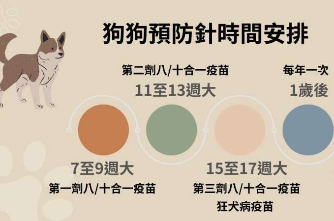 狗狗疫苗時間全攻略：幼犬到成犬完整接種時程與注意事項