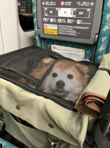 高鐵寵物運輸
