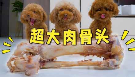 狗吞骨頭症狀 狗吞骨頭症狀