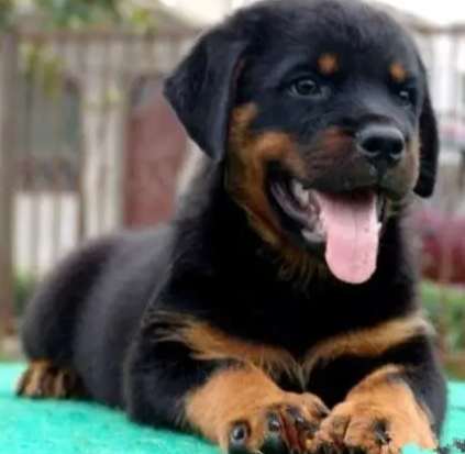 羅威納犬攻擊預防 羅威納犬攻擊預防