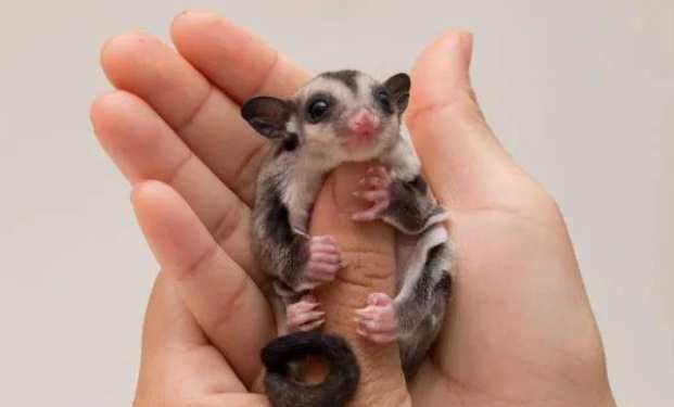 蜜袋鼯應激反應 蜜袋鼯應激反應