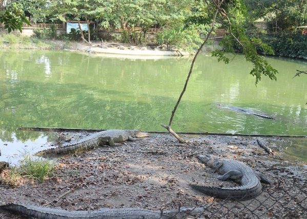 不一樣鱷魚生態農場交通