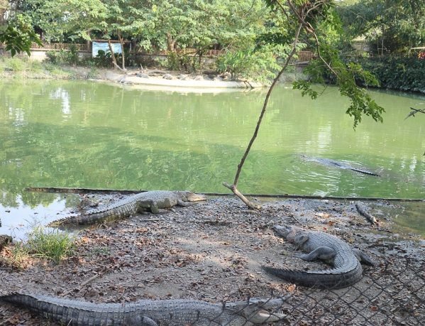 鱷魚農場交通方式