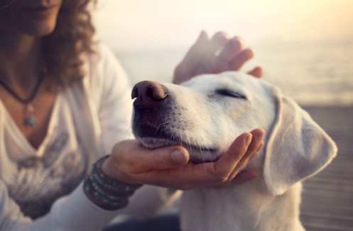與狗狗建立信任