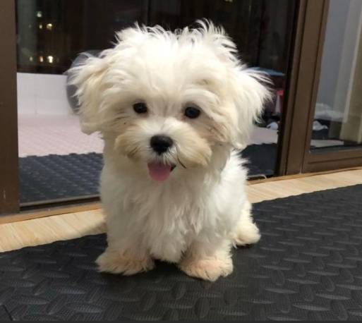 馬爾濟斯犬智力