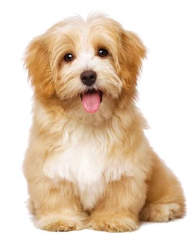 狗狗飲食安全 狗狗飲食安全