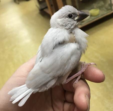 銀文鳥飼養 銀文鳥飼養
