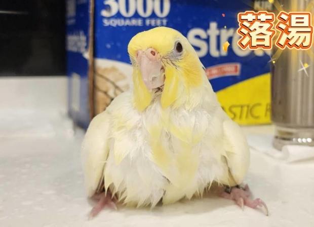 玄鳳鸚鵡洗澡注意事項 玄鳳鸚鵡洗澡注意事項