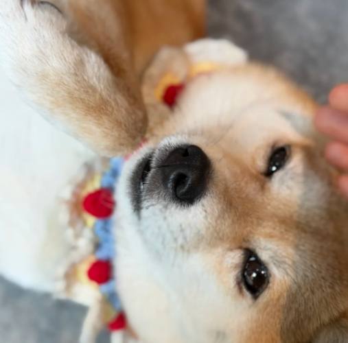 柴犬訓練技巧 柴犬訓練技巧