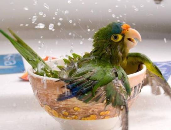 鸚鵡洗澡訓練 鸚鵡洗澡訓練