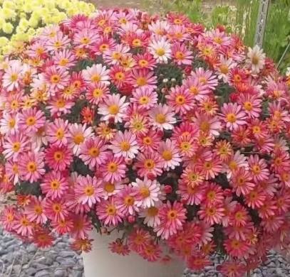 小雛菊顏色 小雛菊顏色