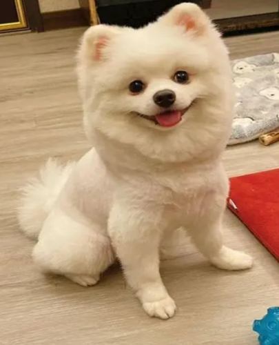 狗狗飲食安全 狗狗飲食安全