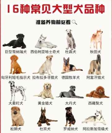 巨型犬品種