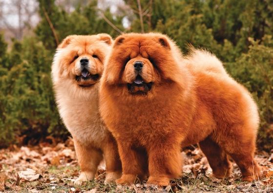 兇猛狗品種 兇猛狗品種