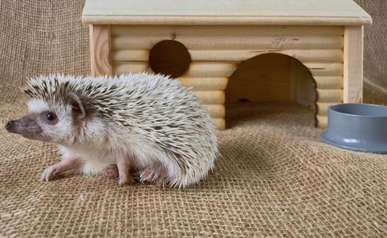 寵物刺蝟 寵物刺蝟