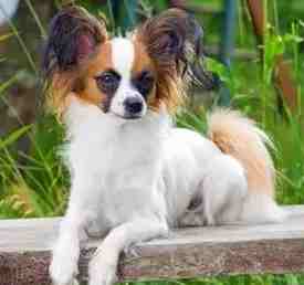 適合新手的小型犬 適合新手的小型犬