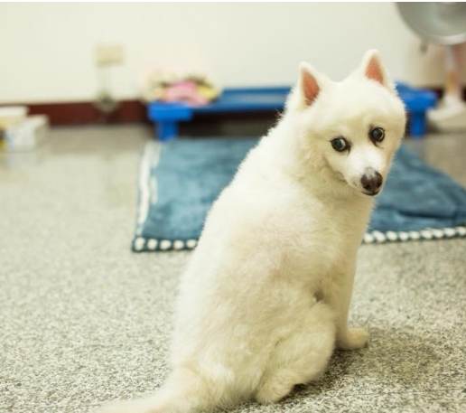 狗狗心脏病限水