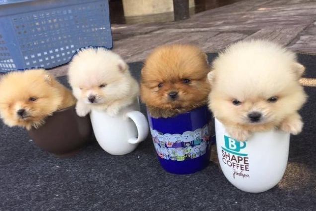 茶杯犬體型大小 茶杯犬體型大小