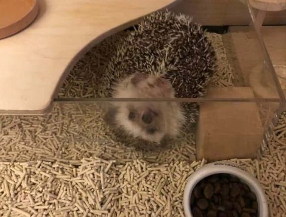 延長刺蝟壽命方法