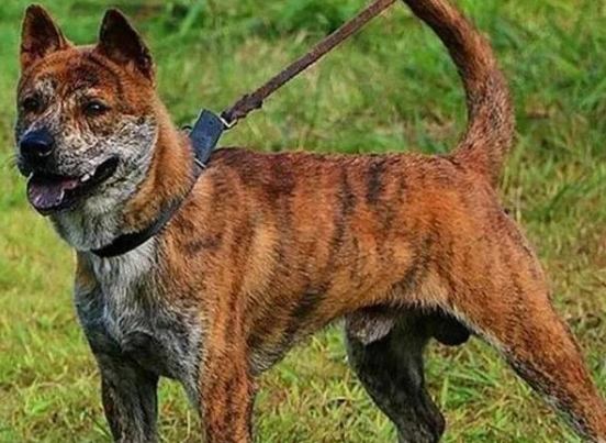 虎斑犬飼養 虎斑犬飼養