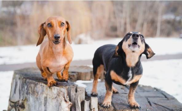 狗狗適應新環境