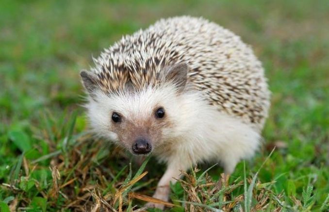 刺蝟飲食蟲子 刺蝟飲食蟲子