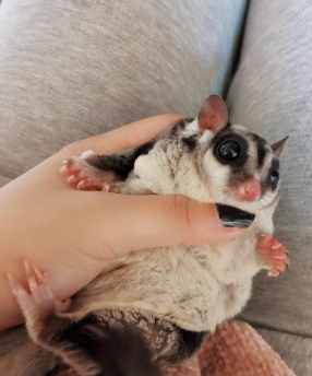 蜜袋鼯咬人 蜜袋鼯咬人