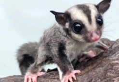 蜜袋鼯認主 蜜袋鼯認主