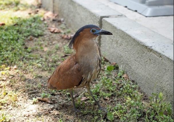 黑冠麻鷺保育等級
