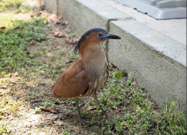 黑冠麻鷺保護現狀