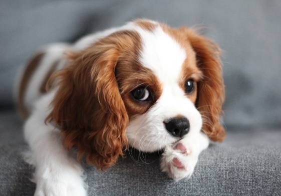 狗狗呼吸急促處理 狗狗呼吸急促處理