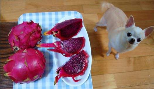 狗狗飲食禁忌 狗狗飲食禁忌