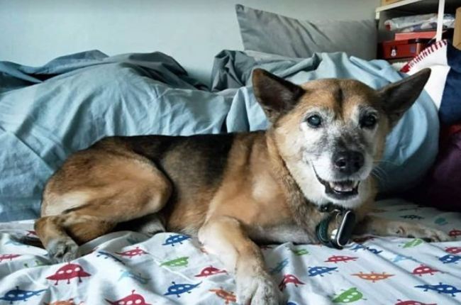 老年犬喂藥方法 老年犬喂藥方法