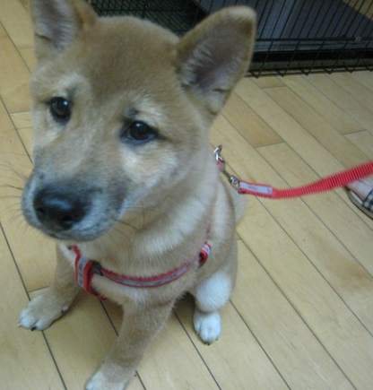 幼犬牽繩訓練方法 幼犬牽繩訓練方法