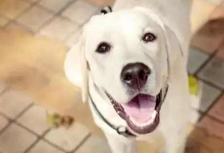 狗狗 優格 安全 狗狗 優格 安全